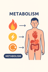 متابولیسم بدن